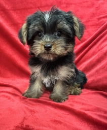 Polo  puppies for sale