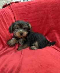 Milo  puppies for sale