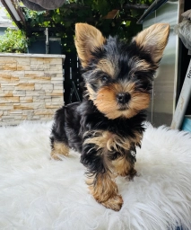 Koa  puppies for sale