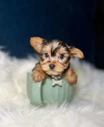 Missy  puppies for sale