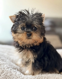 AKC Lola  puppies for sale