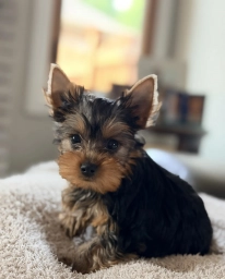 Hawk  puppies for sale