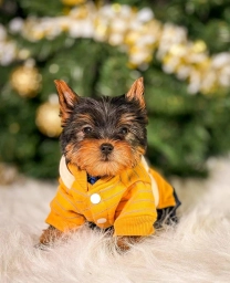 Teddy  puppies for sale