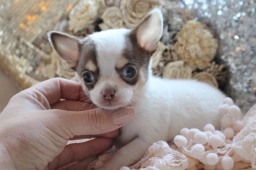 spice  puppies for sale