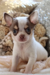 spice  puppies for sale