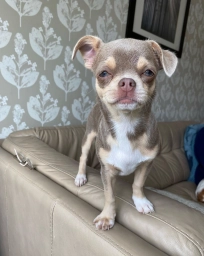 Mozart  puppies for sale