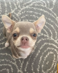 Mozart  puppies for sale