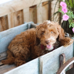 JORDAN – GOLDENDOODLE PUPPY  puppies for sale