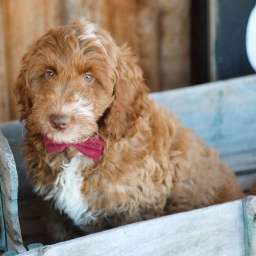 JORDAN – GOLDENDOODLE PUPPY  puppies for sale