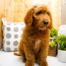 ALFIE – GOLDENDOODLE PUPPY  puppies for sale