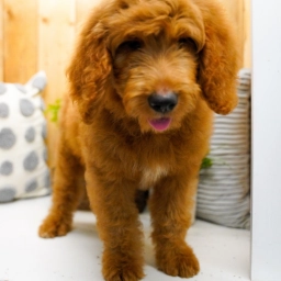 ALFIE – GOLDENDOODLE PUPPY  puppies for sale