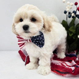 RINGO  puppies for sale