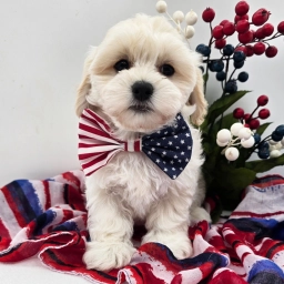 RINGO  puppies for sale