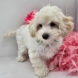 JARVIS  puppies for sale