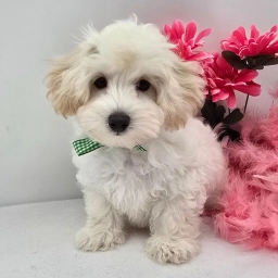 JARVIS  puppies for sale