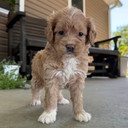 QUEENIE  puppies for sale