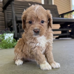 QUEENIE  puppies for sale