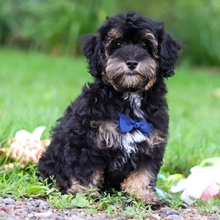 EVAN  puppies for sale