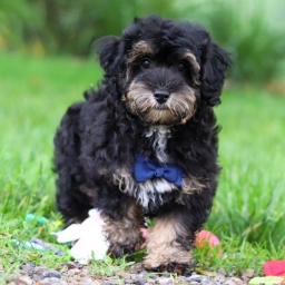 EVAN  puppies for sale