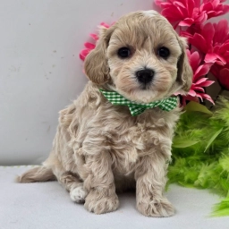 POPPY  puppies for sale