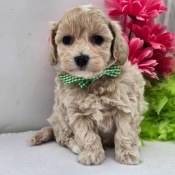 POPPY  puppies for sale