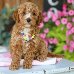 PIPER  puppies for sale