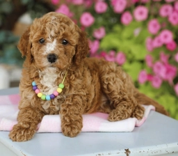 PIPER  puppies for sale