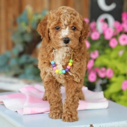 PIPER