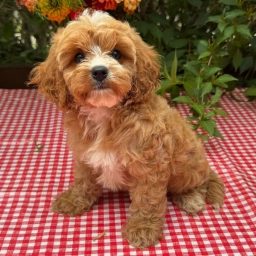 SAMMY  puppies for sale