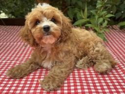 SAMMY  puppies for sale
