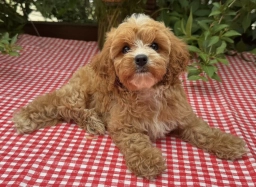 SAMMY