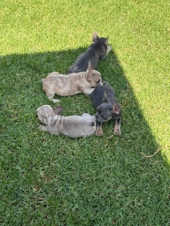 🐾 AKC Registered French Bulldog Puppies – Ready for Their New Homes! 🐾  puppies for sale