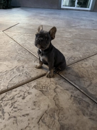 🐾 AKC Registered French Bulldog Puppies – Ready for Their New Homes! 🐾  puppies for sale