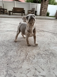 🐾 AKC Registered French Bulldog Puppies – Ready for Their New Homes! 🐾