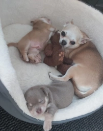 🐶 Two Adorable Chihuahua Puppies for Adoption 🐶  puppies for sale