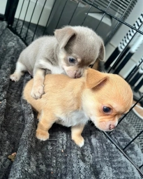 🐶 Two Adorable Chihuahua Puppies for Adoption 🐶  puppies for sale