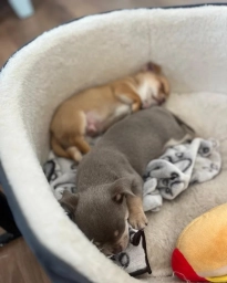 🐶 Two Adorable Chihuahua Puppies for Adoption 🐶