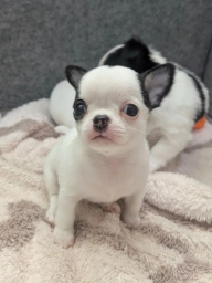 🐶 Chihuahua Puppy for Adoption  puppies for sale
