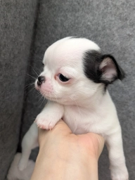 🐶 Chihuahua Puppy for Adoption  puppies for sale