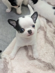🐶 Chihuahua Puppy for Adoption