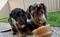 Miniature dachshund puppies