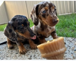 Miniature dachshund puppies  puppies for sale