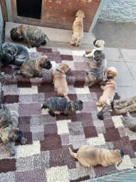 Bullmastiffs  puppies for sale