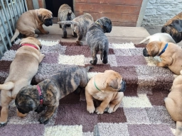 Bullmastiffs  puppies for sale