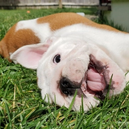 🐾🐾AKC Registered English Bulldog Puppies Available 🐾🐾  puppies for sale
