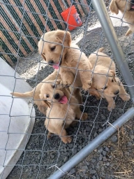 Golden retrieve puppy  puppies for sale
