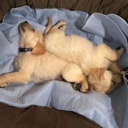 Golden retrieve puppy  puppies for sale