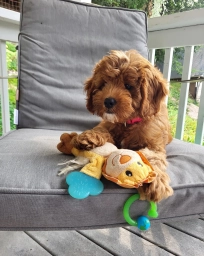 Iris  puppies for sale
