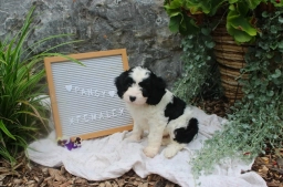 Pansy  puppies for sale