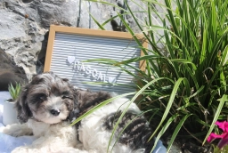 Rascal  puppies for sale